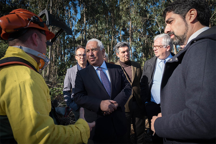 Limpeza da floresta é decisiva para diminuir riscos
