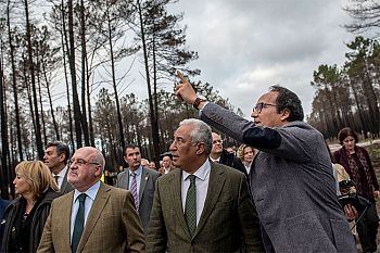 Novo Pinhal de Leiria com aposta na diversidade de espécies